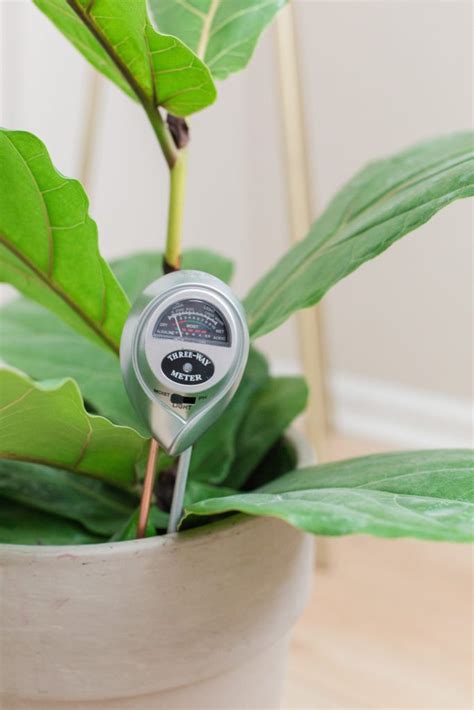 fiddle leaf fig moisture meter|fiddle leaf fig soil chart.